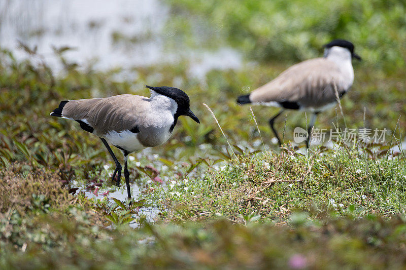 成年田凫(Vanellus duvaucelii)